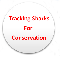 logo shark questionnaire